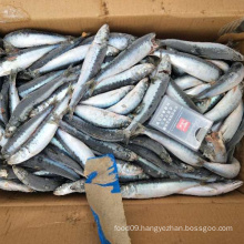Frozen HGT sardine fish for canning, sardine whole round price